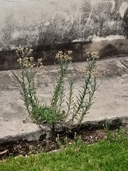 Pseudognaphalium cheiranthifolium