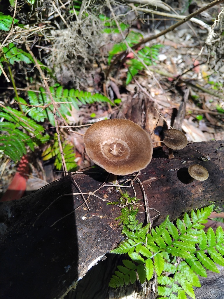 Lentinus arcularius · September 2025 · photo: © sofiazed1 (iNaturalist, cc-by)
