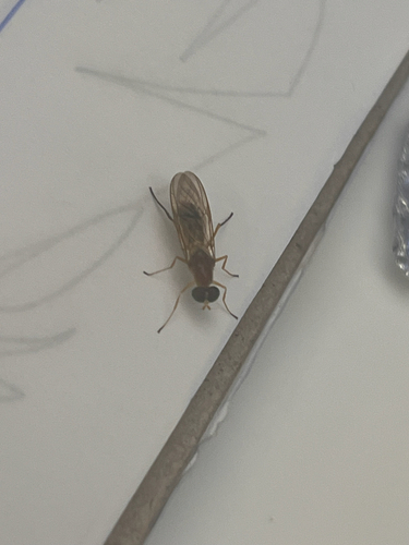 Unknown species found near Charlesfield St, Providence, RI, US