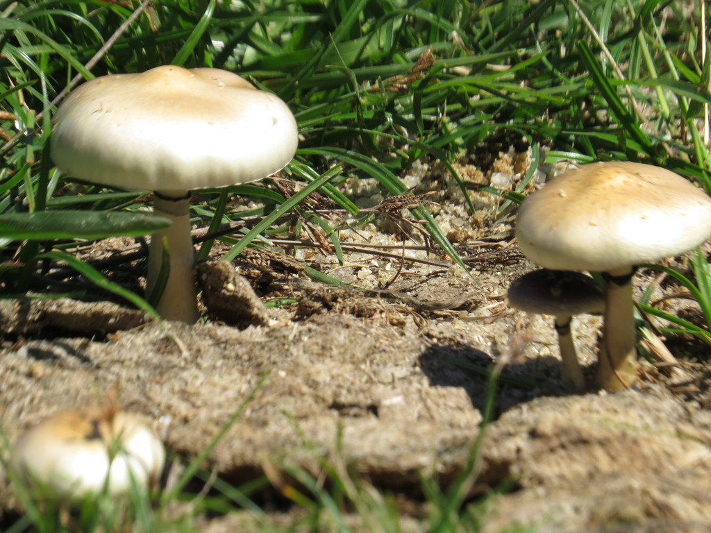 Psilocybe cubensis · August 2016 · photo: © diogoluiz (iNaturalist, cc-by)