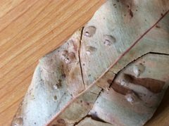 Cardiaspina fiscella