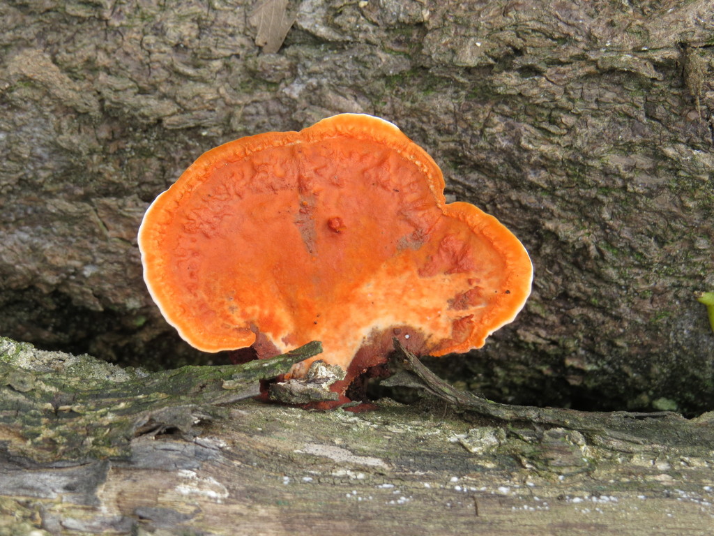 Trametes sanguinea · October 2013 · photo: © diogoluiz (iNaturalist, cc-by)