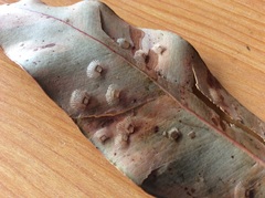 Cardiaspina fiscella