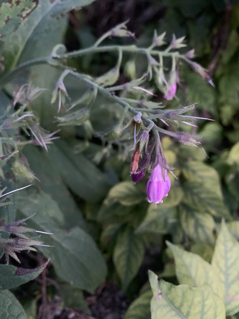 Symphytum officinale