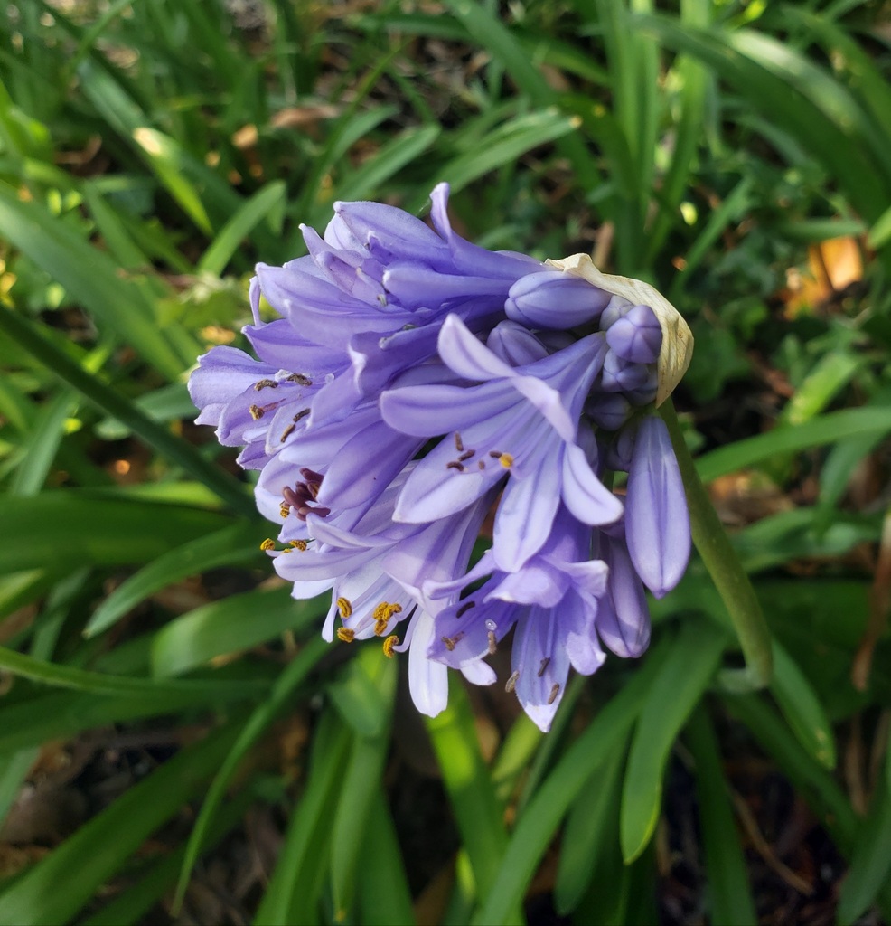 Agapanthus