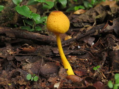 Leucocoprinus brunneoluteus