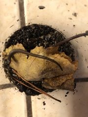 Batrachoseps gregarius