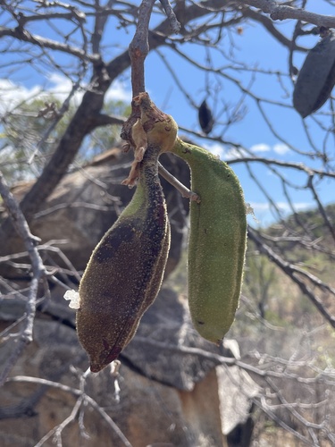 Brachychiton chillagoensis Guymer 4
