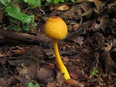 Leucocoprinus brunneoluteus