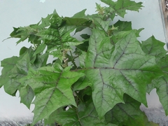 Solanum stramoniifolium