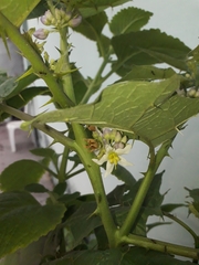 Solanum stramoniifolium