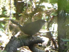 Rufous Scrub-Bird photo 5