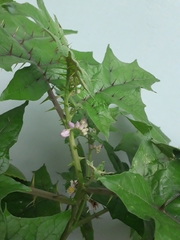Solanum stramoniifolium
