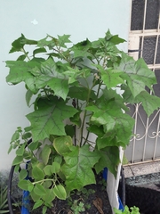 Solanum stramoniifolium