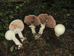 Agaricus albolutescens