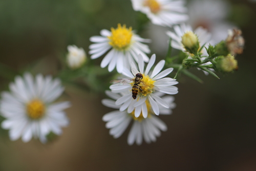 Unknown species found near Courtland Township, MI, USA 