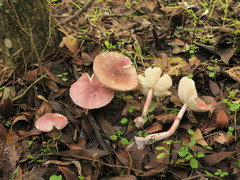 Lepiota decorata
