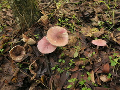Lepiota decorata