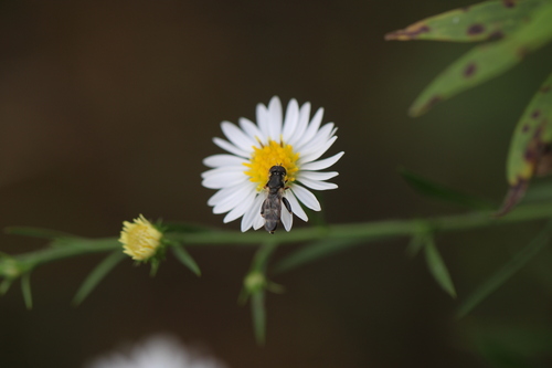 Unknown species found near Courtland Township, MI, USA 