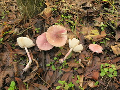 Lepiota decorata
