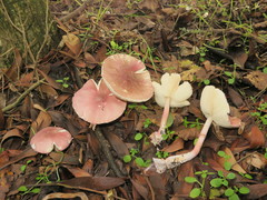 Lepiota decorata