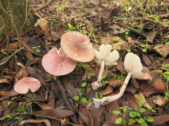 Lepiota decorata
