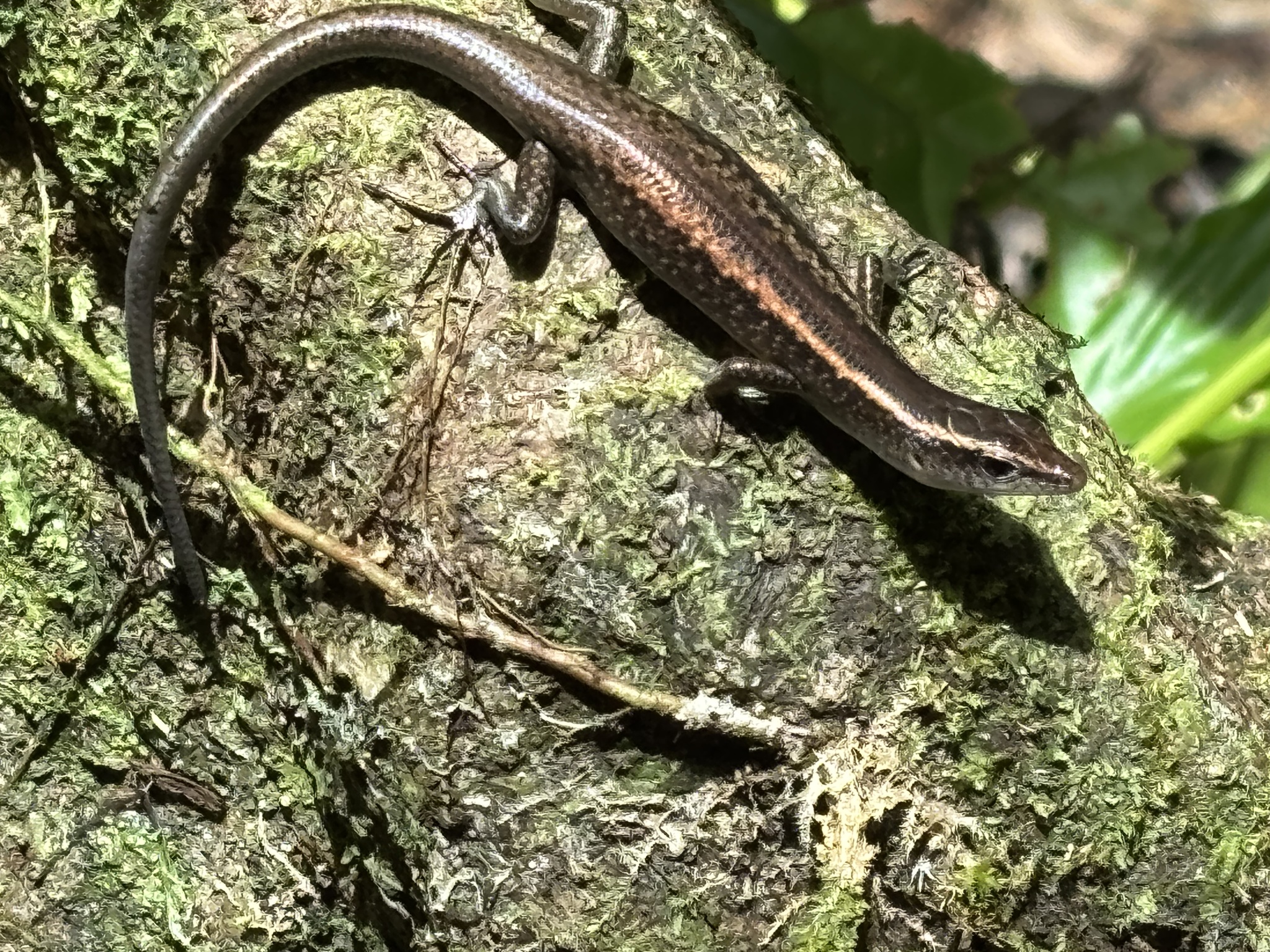 Schmidt's Emo Skink photo 6
