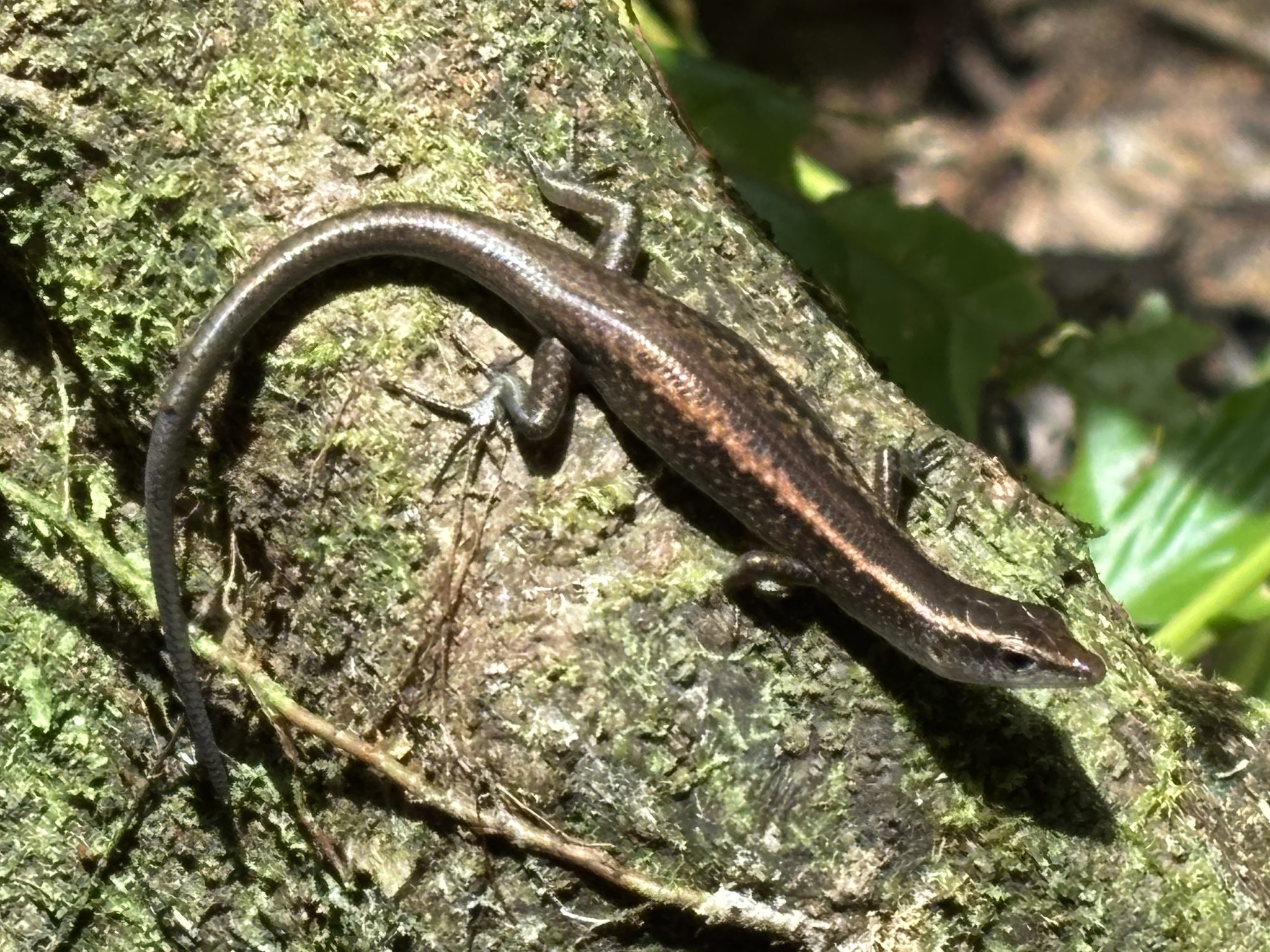Schmidt's Emo Skink photo 7