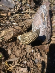 Morchella sextelata