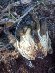 Morchella sextelata