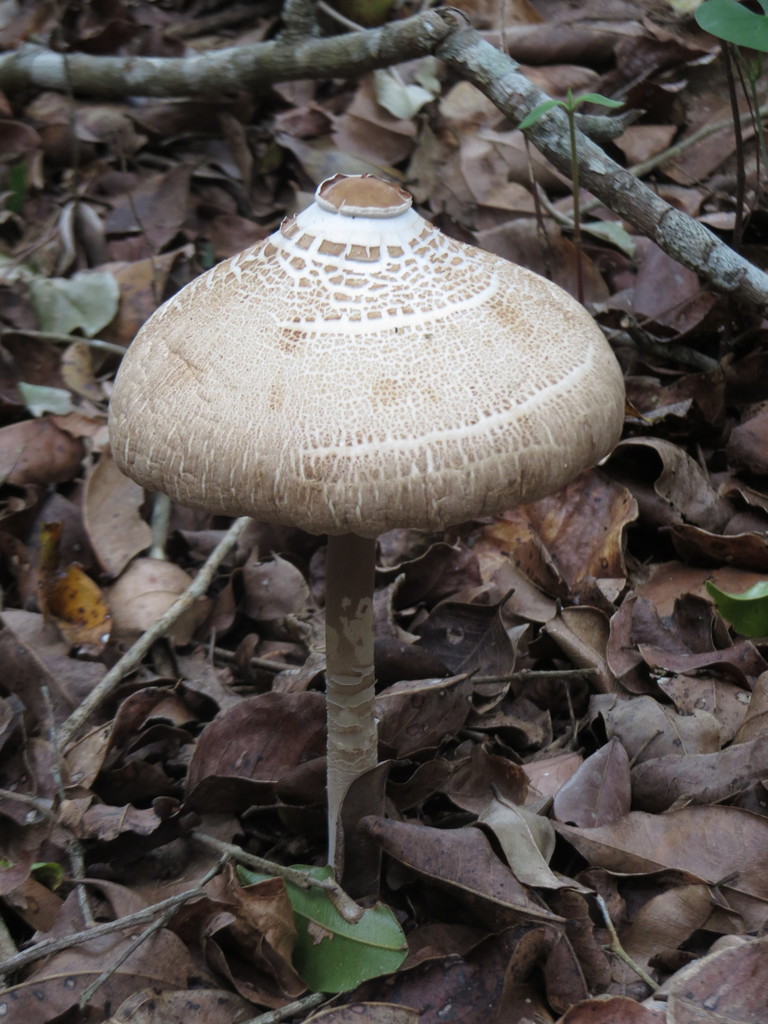 Macrolepiota capelariae · October 2016 · photo: © diogoluiz (iNaturalist, cc-by)