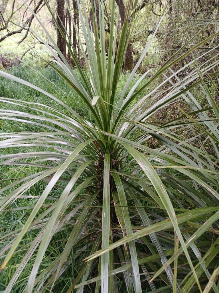 Cordyline australis
