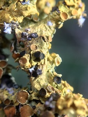 Xanthoriicola physciae