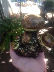 Butyriboletus