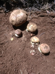 Butyriboletus