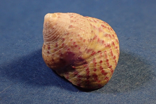 Steromphala divaricata