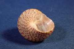 Steromphala divaricata