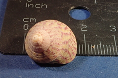 Steromphala divaricata