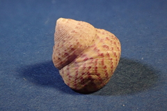 Steromphala divaricata