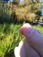Ischnura denticollis