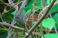 Synallaxis erythrothorax