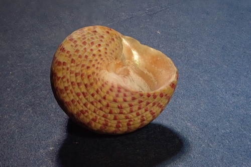 Steromphala divaricata