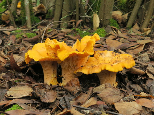 Chanterelles