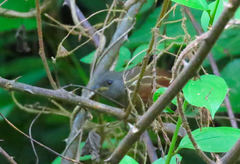 Synallaxis erythrothorax