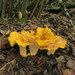 California Golden Chanterelle - Photo (c) Alan Rockefeller, some rights reserved (CC BY), uploaded by Alan Rockefeller