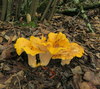 Cantharellus - Photo (c) Alan Rockefeller, some rights reserved (CC BY), uploaded by Alan Rockefeller