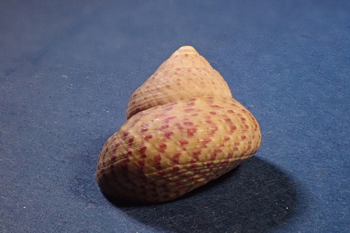 Steromphala divaricata