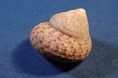Steromphala divaricata
