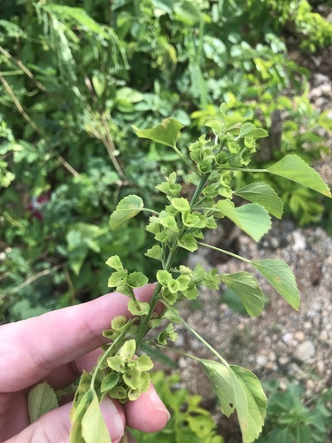 Acalypha indica iNat (2)