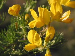 Adenocarpus decorticans
